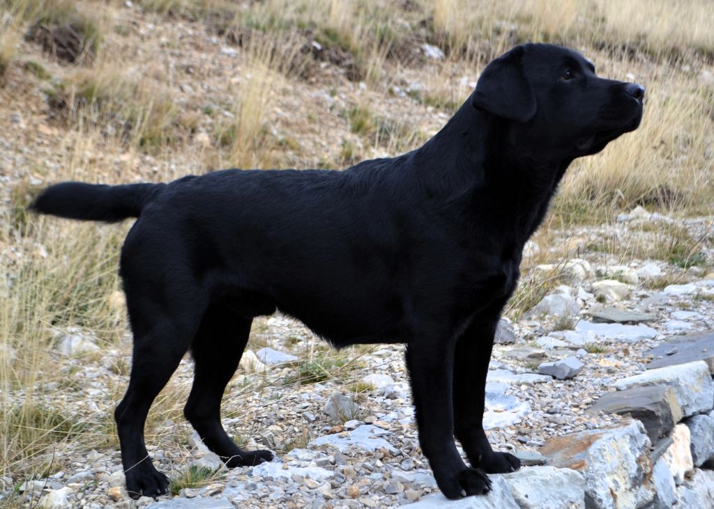 Volcan du pré de l'égvonne