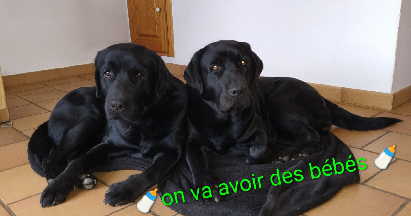 Confirmation de gestation