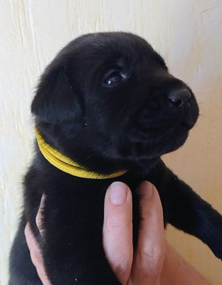 CHIOT 5