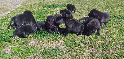 CHIOT