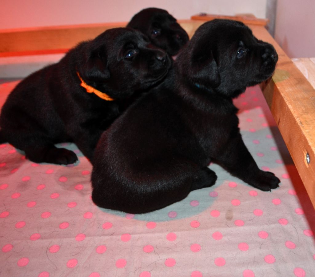 Des Terres De Balme - Labrador Retriever - Portée née le 07/02/2024